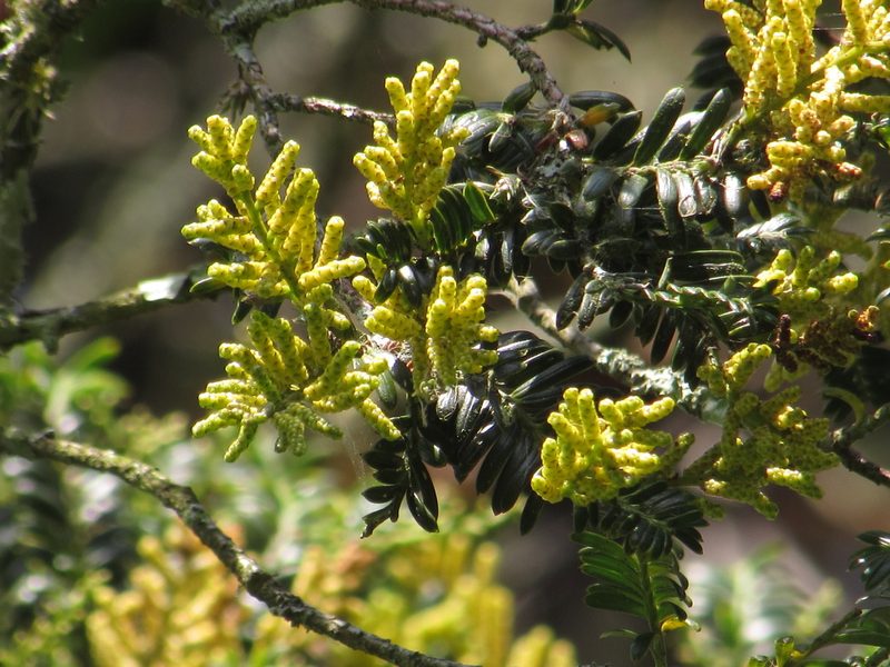 Prumnopitys montana, photographed by Nicolás Baresch Uribe