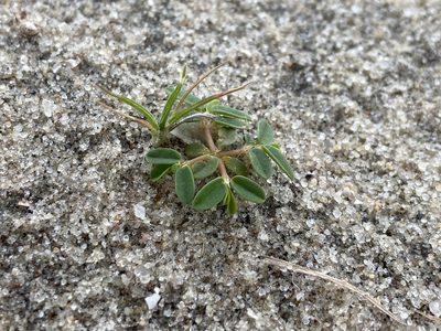 Euphorbia bombensis, photographed by Reid Hardin