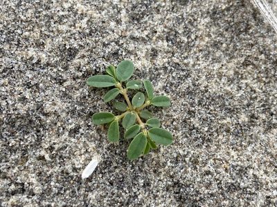 Euphorbia bombensis, photographed by Reid Hardin