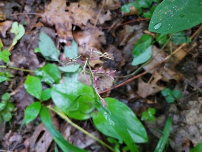 Liparis liliifolia, photographed by Elias