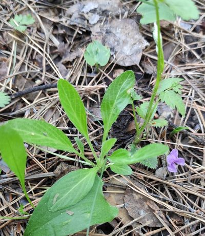 Viola gmeliniana, photographed by Юлия