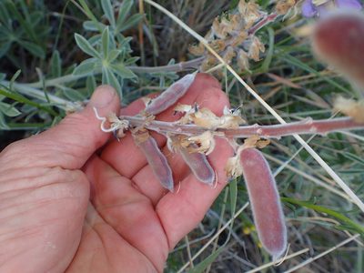 Lupinus formosus, photographed by George Williams