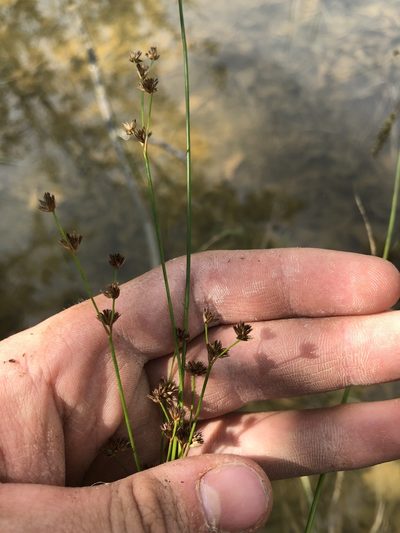 Juncus acuminatus, photographed by John Kees