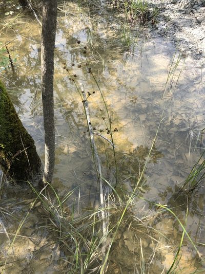 Juncus acuminatus, photographed by John Kees