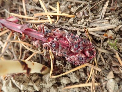 Allotropa virgata, photographed by Randal