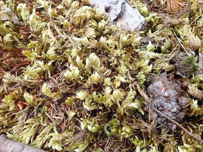 Homalothecium megaptilum, photographed by Randal