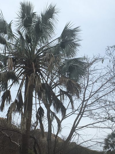 Sabal uresana, photographed by kclarksdnhmorg