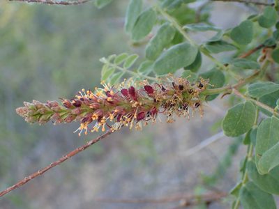 Amorpha californica, photographed by George Williams