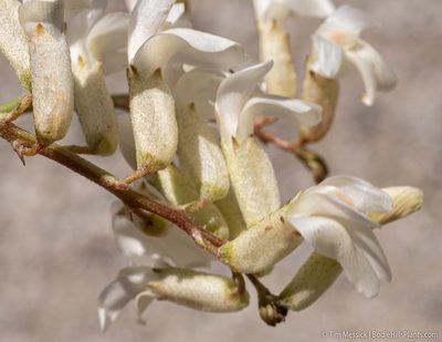 Astragalus curvicarpus, photographed by Tim Messick