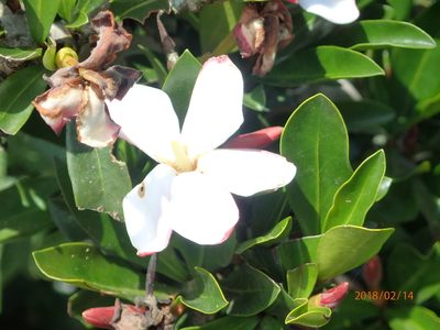 Hyperacanthus amoenus, photographed by Peter Warren