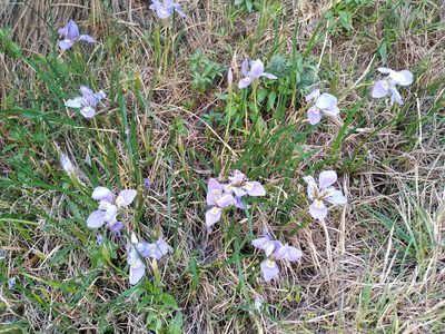 Iris unguicularis, photographed by Leon Perrie