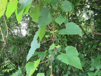 Vitis vulpina, photographed by henrya