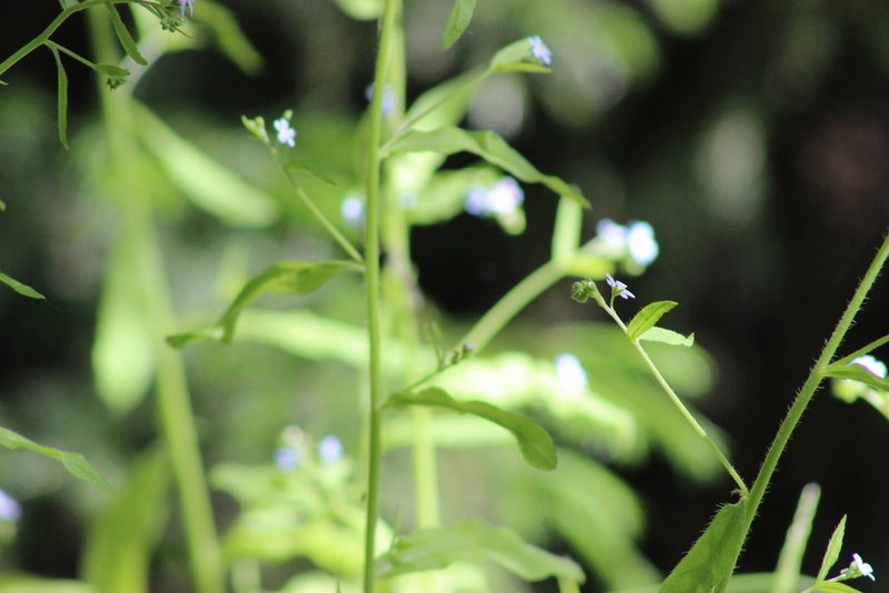 Hackelia deflexa, photographed by Tatiana Strus