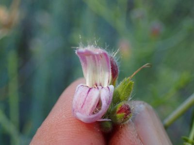 Keckiella breviflora, photographed by George Williams