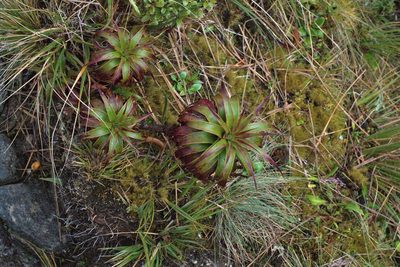 Dracophyllum menziesii, photographed by Max Tweddell