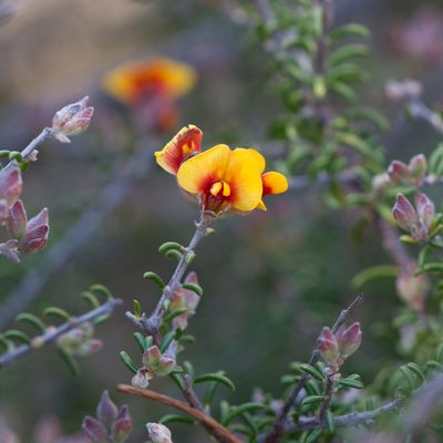 Dillwynia uncinata, photographed by Kym Nicolson