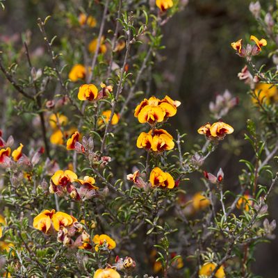 Dillwynia uncinata, photographed by Kym Nicolson