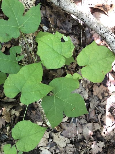 Calycocarpum lyonii, photographed by John Kees