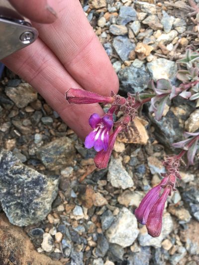 Penstemon purpusii, photographed by Justin Felder