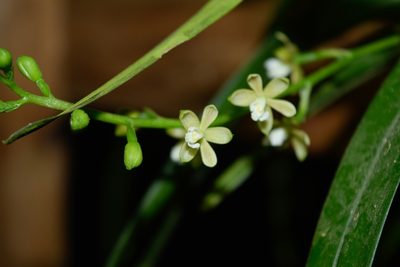 Prosthechea ochracea, photographed by Saban-Sequén, E.A.