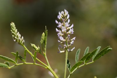 Glycyrrhiza acanthocarpa, photographed by Kym Nicolson
