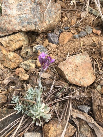Boechera serpenticola, photographed by Justin Felder