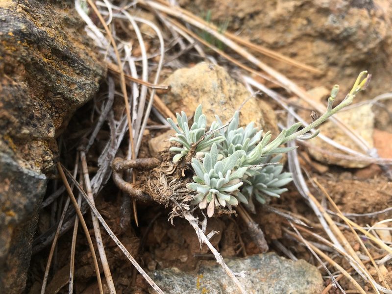 Boechera serpenticola, photographed by Justin Felder