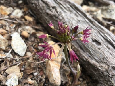 Allium campanulatum, photographed by Justin Felder