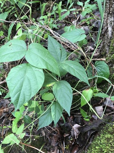 Apios priceana, photographed by John Kees