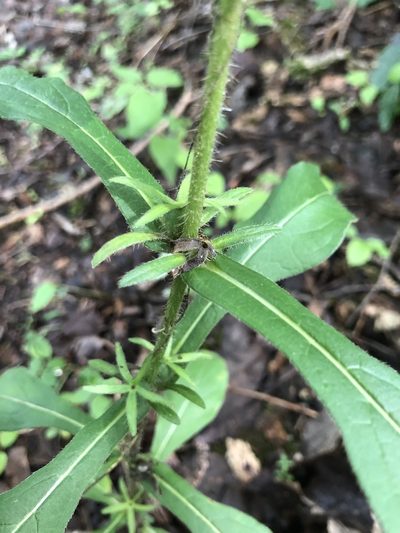 Triosteum angustifolium, photographed by John Kees