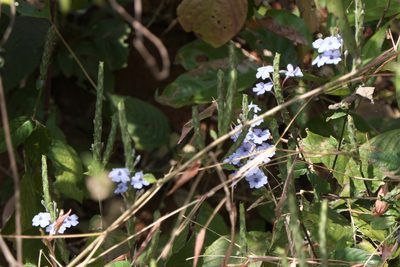 Eranthemum roseum, photographed by Dinesh Valke