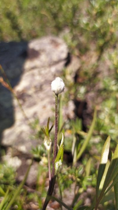 Clematis hexapetala, photographed by Ochirnima Nimaev