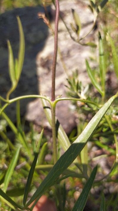 Clematis hexapetala, photographed by Ochirnima Nimaev
