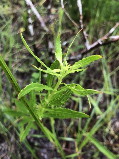 Oenothera filipes, photographed by John Kees