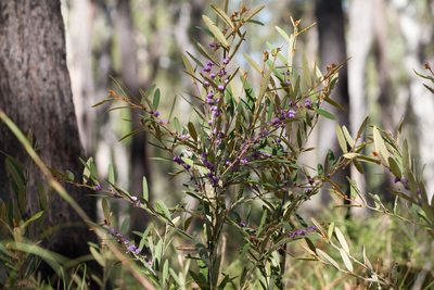 Hovea planifolia, photographed by Kym Nicolson