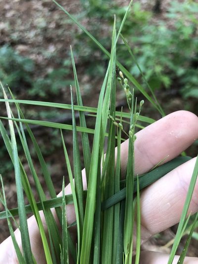 Dichanthelium angustifolium, photographed by John Kees