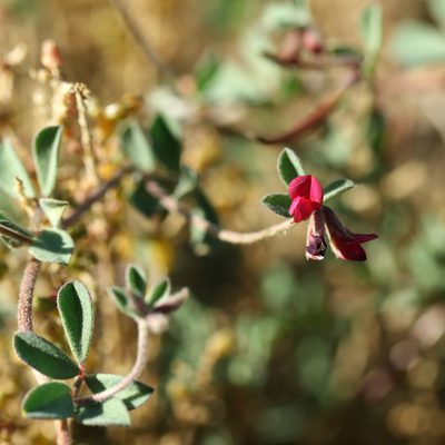 Lotus cruentus, photographed by Kym Nicolson