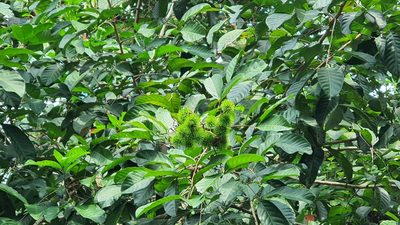Nephelium lappaceum, photographed by Cheongweei Gan