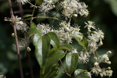 Clematis gouriana, photographed by Dinesh Valke