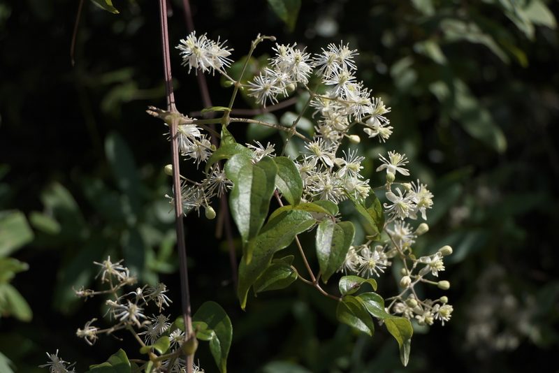 Clematis gouriana, photographed by Dinesh Valke