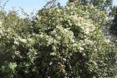 Clematis gouriana, photographed by Dinesh Valke