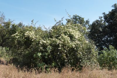 Clematis gouriana, photographed by Dinesh Valke