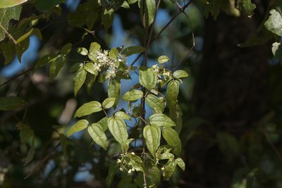 Clematis gouriana, photographed by Dinesh Valke