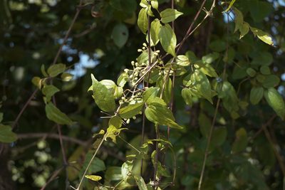 Clematis gouriana, photographed by Dinesh Valke