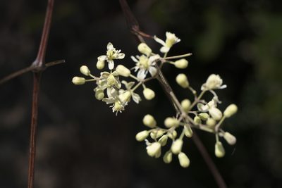 Clematis gouriana, photographed by Dinesh Valke