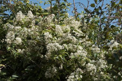 Clematis gouriana, photographed by Dinesh Valke