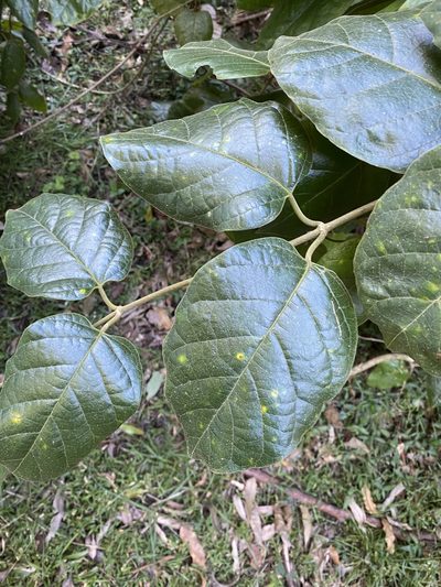 Parsonsia fulva, photographed by Greg Tasney