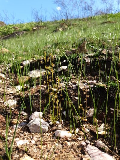 Drosera heterophylla, photographed by Em Lamond