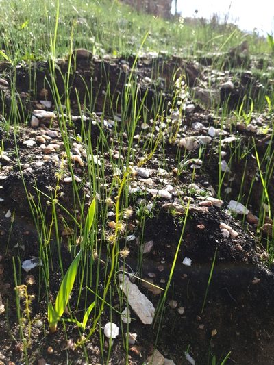 Drosera heterophylla, photographed by Em Lamond