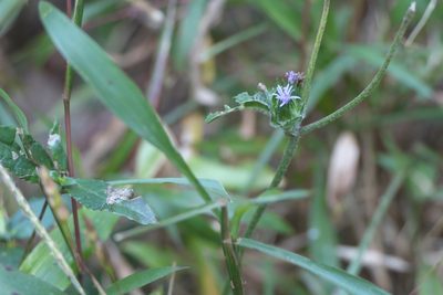 Elephantopus scaber, photographed by Dinesh Valke